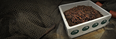 Gollon Brothers Wholesale Live Bait - Suppliers of minnows worms