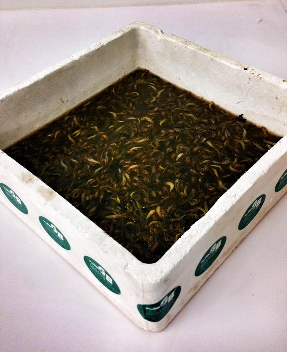 Mayfly Larvae for Sale - Gollon Brothers Wholesale Live Bait